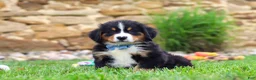 Bernese Mountain Dog dogs for sale: Bobby - Ad 4