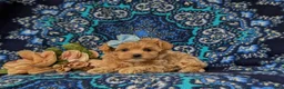 Maltipoo dogs for sale: Skyler 6 lbs Full Grown - Ad 5