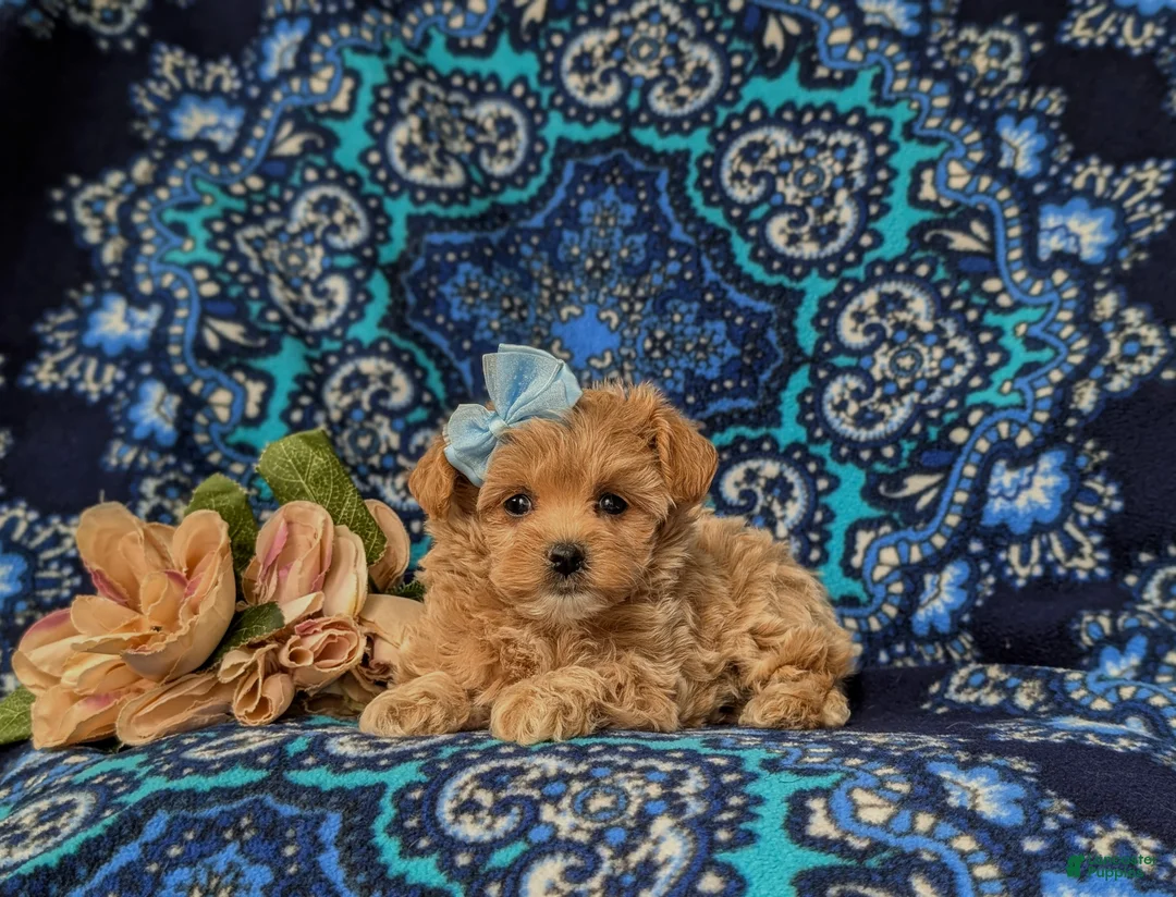 Maltipoo dogs for sale: Skyler 6 lbs Full Grown - Ad 5