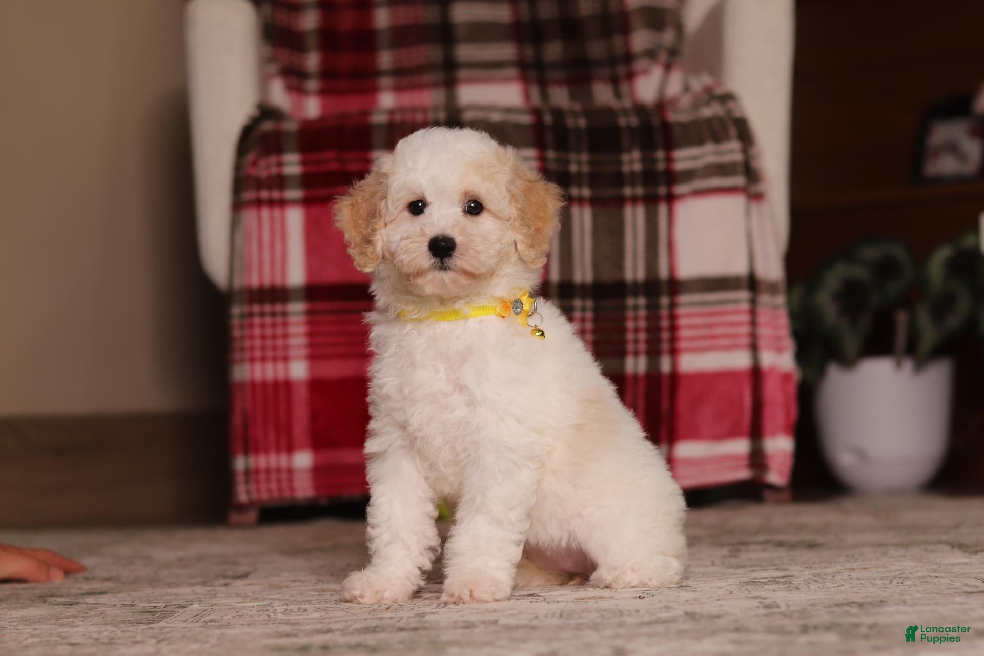 Miniature Poodle dogs Maisie - Ad 2