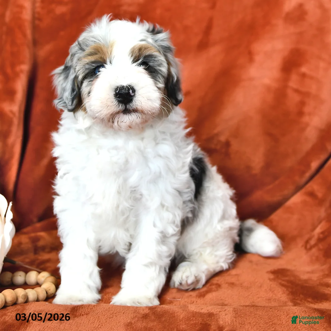 Mini Aussiedoodle dogs for sale: Sunny  - Ad 1
