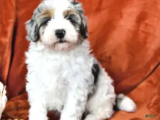 Mini Aussiedoodle dogs for sale: Sunny - Ad 4
