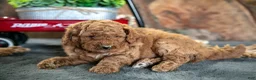 Miniature Poodle dogs for sale: Opal - Ad 3