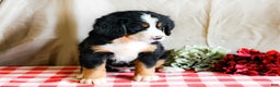 Bernese Mountain Dog dogs for sale: Max - Ad 2