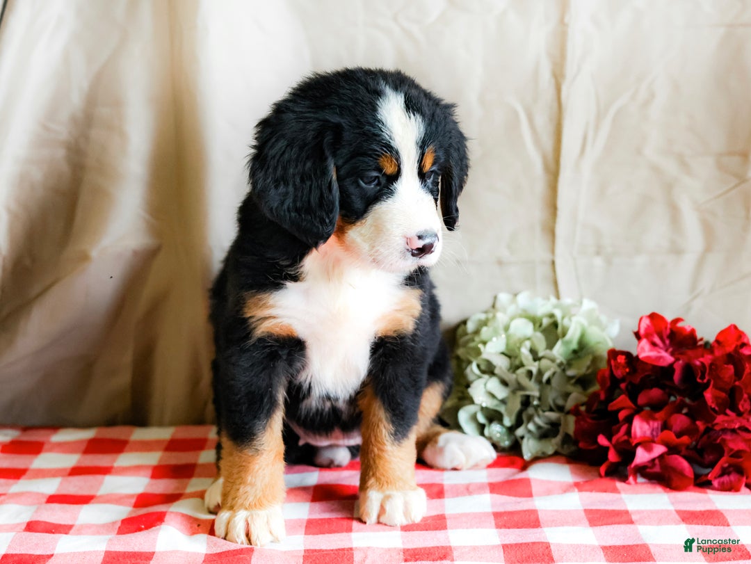 Bernese Mountain Dog dogs for sale: Max - Ad 2
