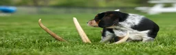 Beagle dogs for sale:  Cypress 🦴🐶 - Ad 7