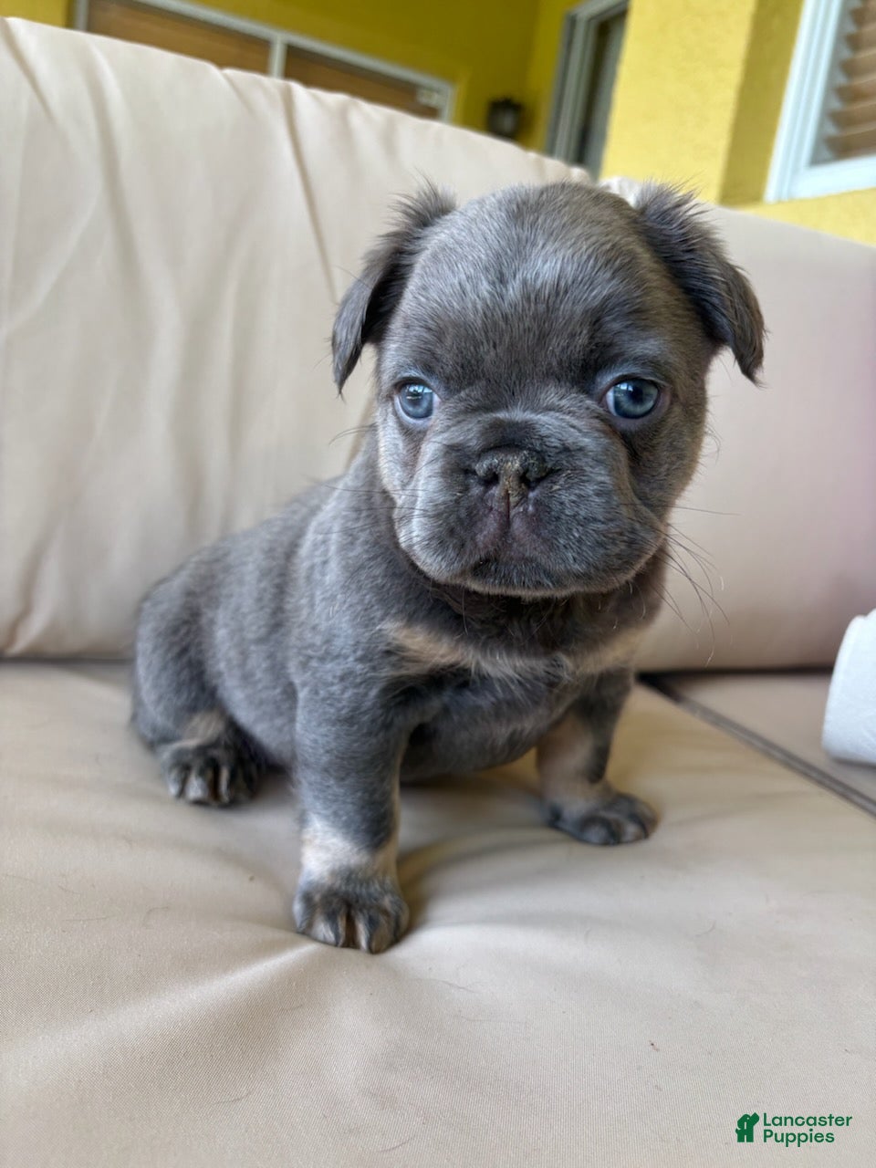 French Bulldog dogs for sale: Saint - Ad 2