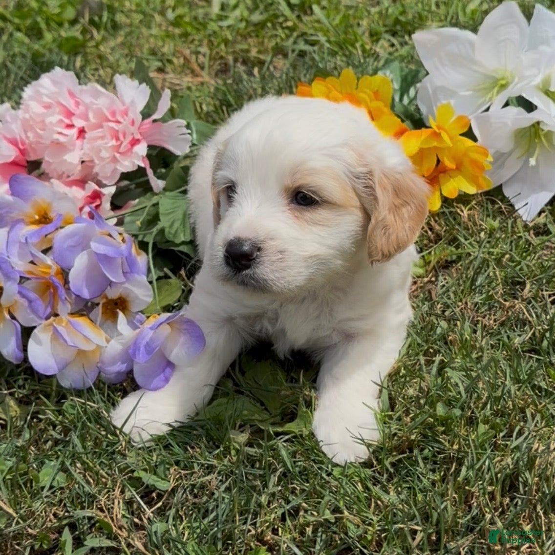 Mini Goldendoodle dogs Indy - Ad 1