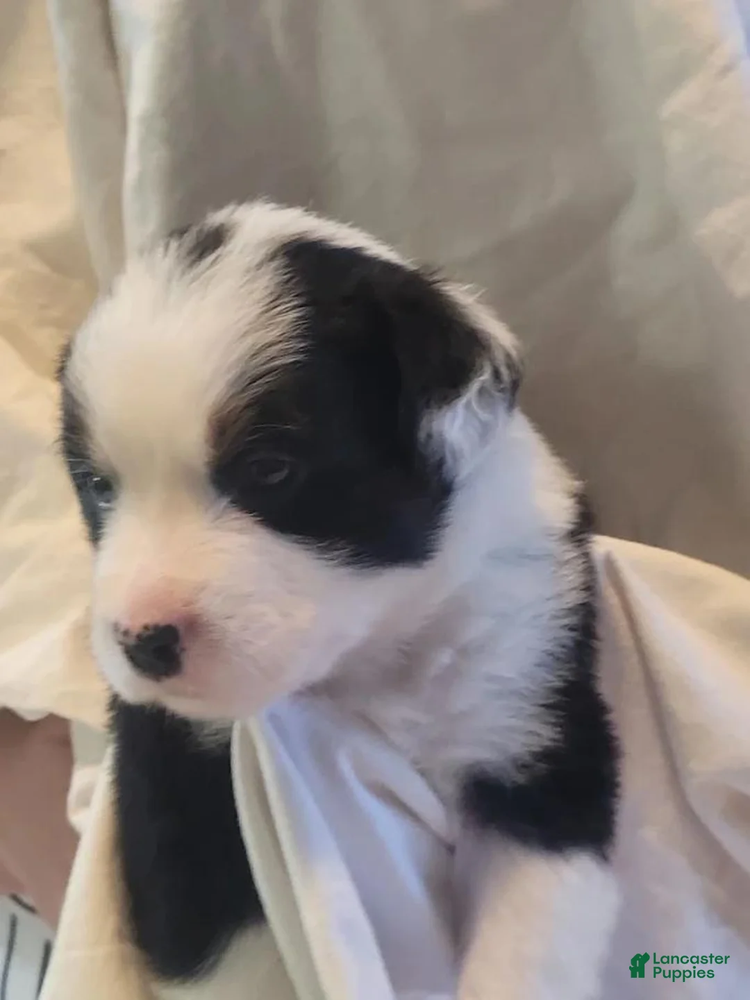 Mixed Breed dogs for sale: Dot - Ad 1