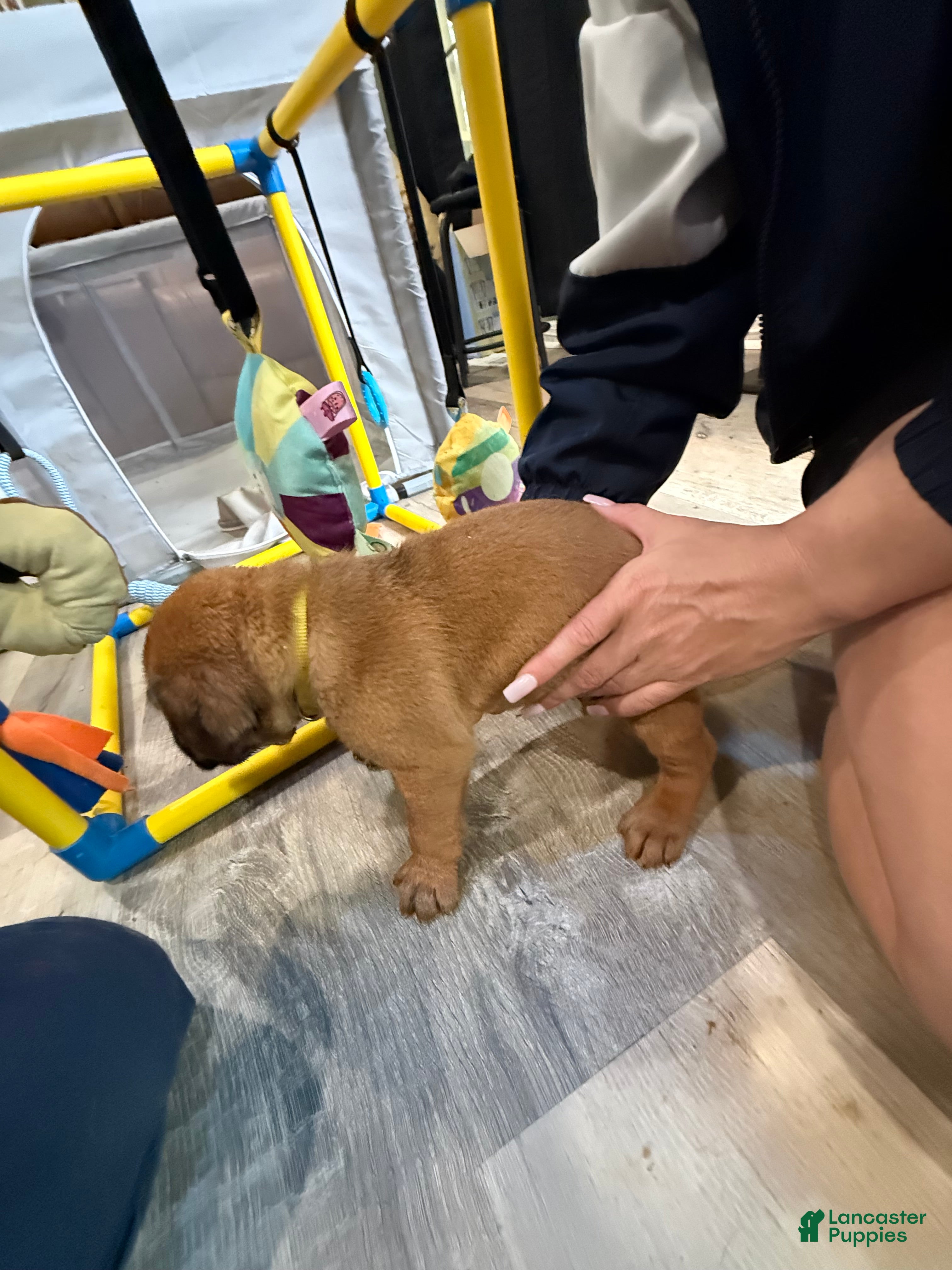 Dogue De Bordeaux dogs Dogue De Bordeaux Puppy 7 color yellow - Ad 2
