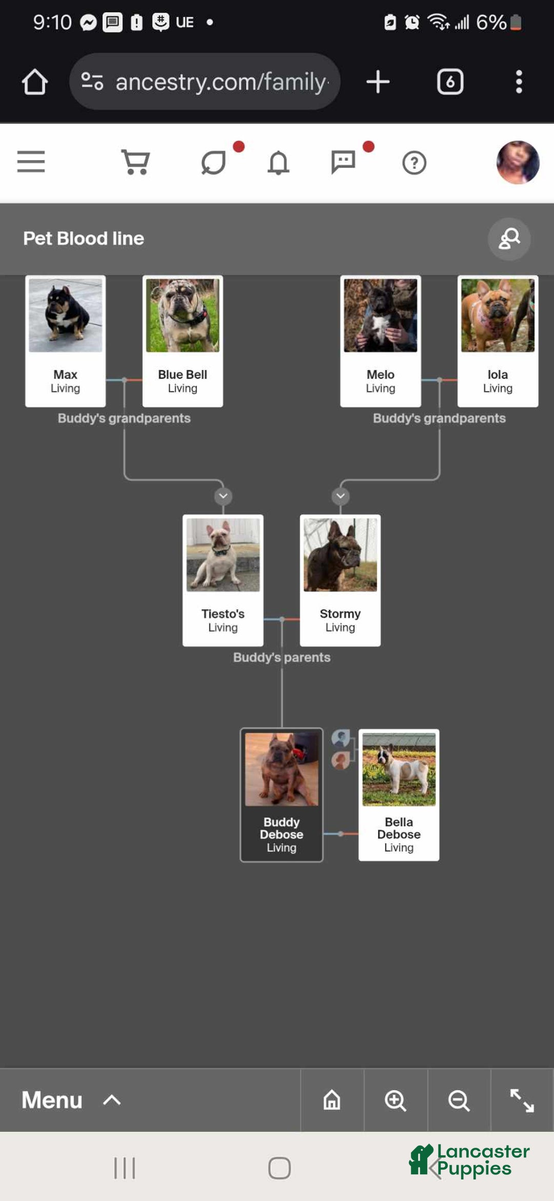 French Bulldog dogs for stud: Buddy for stud +ivf - Ad 7