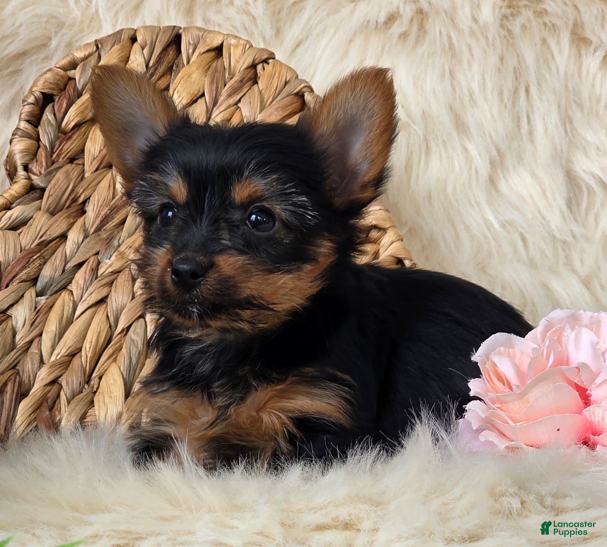 Yorkshire Terrier dogs Amber - Ad 2