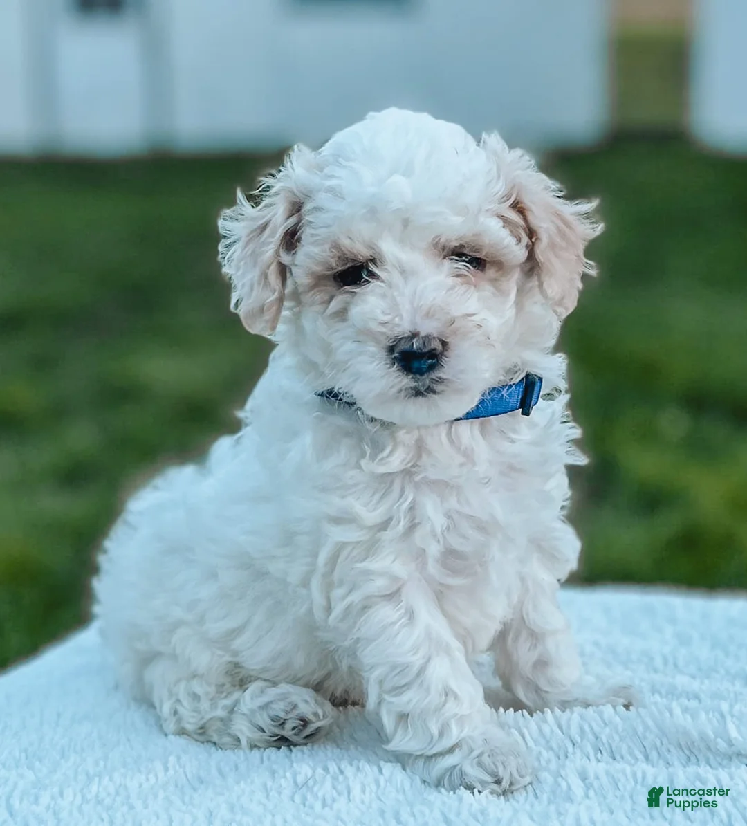 Maltipoo dogs for sale: Duke - Ad 1