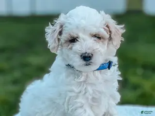 Maltipoo dogs for sale: Duke - Ad 1