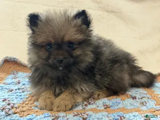 Pomeranian dogs Mr Fuzzy - Ad 37