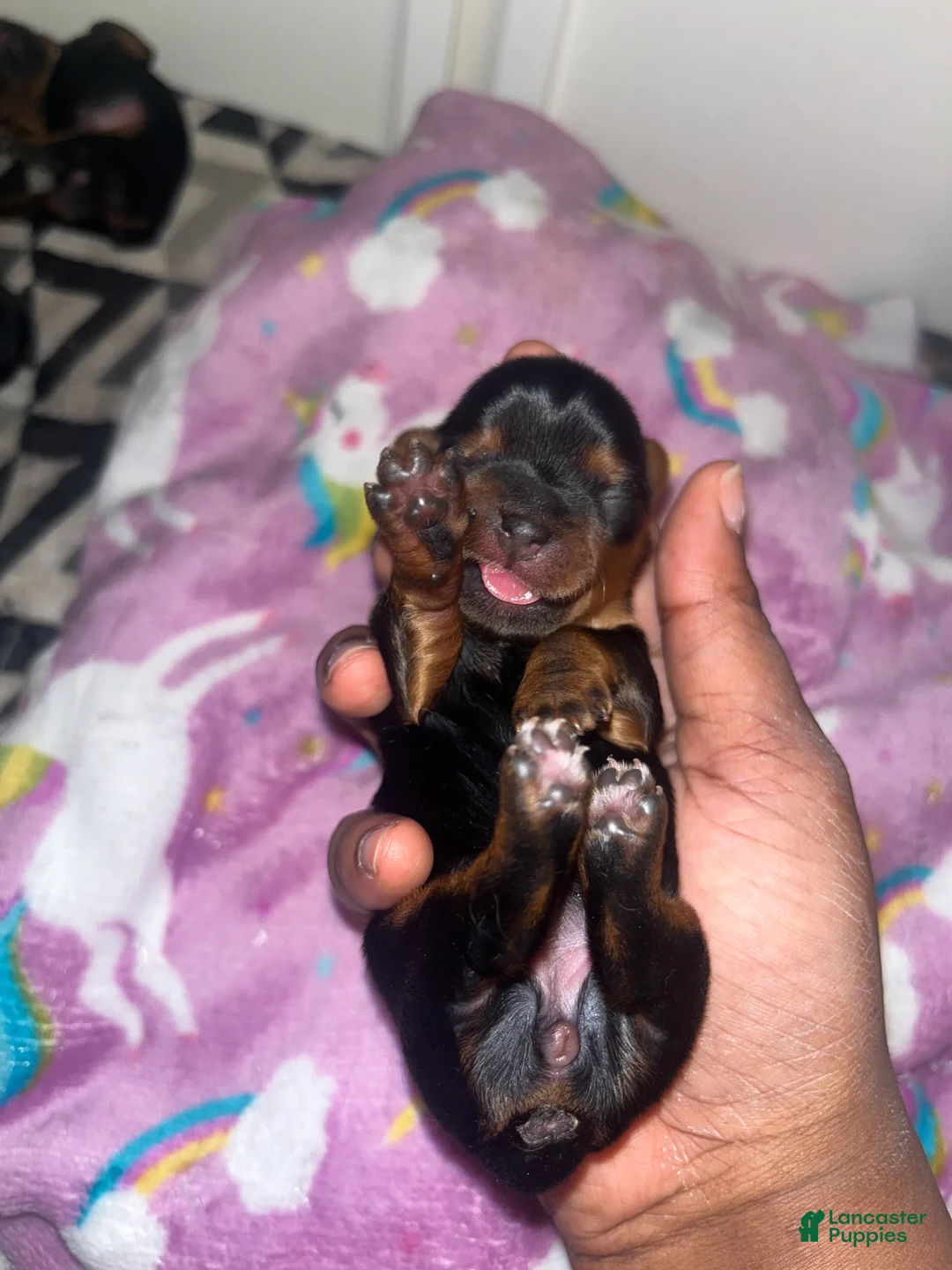 Yorkiepoo dogs for sale: Tweety  - Ad 2