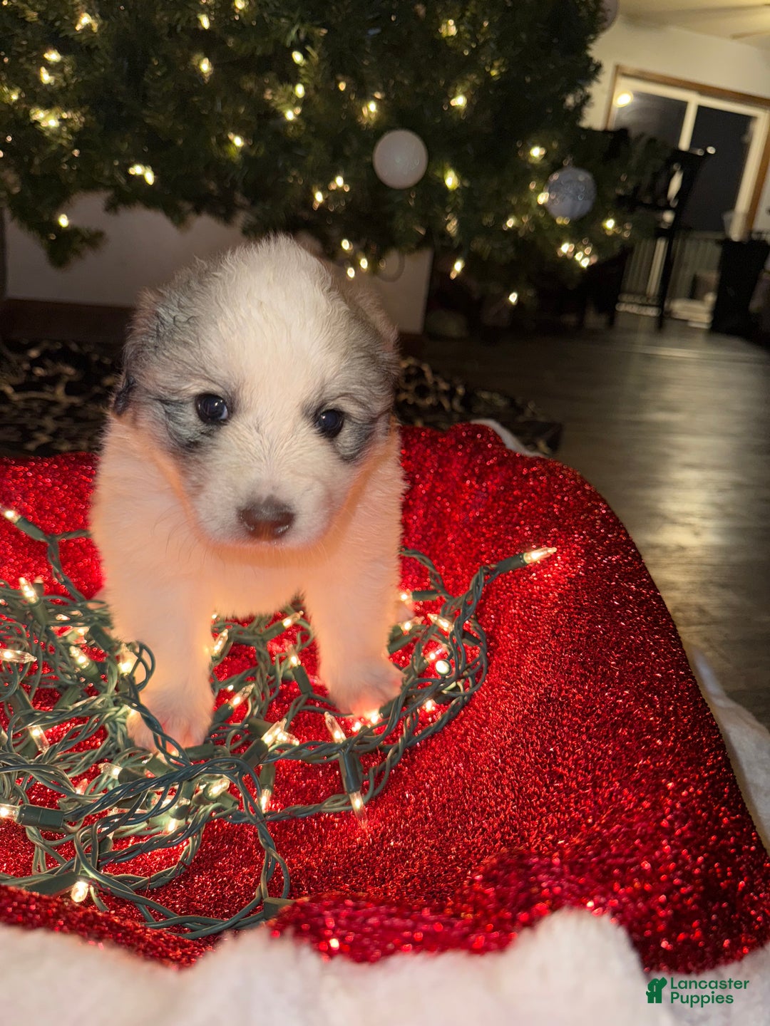 Great Pyrenees dogs for sale: Millie- green - Ad 2