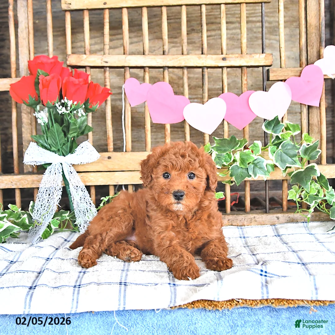 Mini Goldendoodle dogs for sale: Pixie - Ad 3