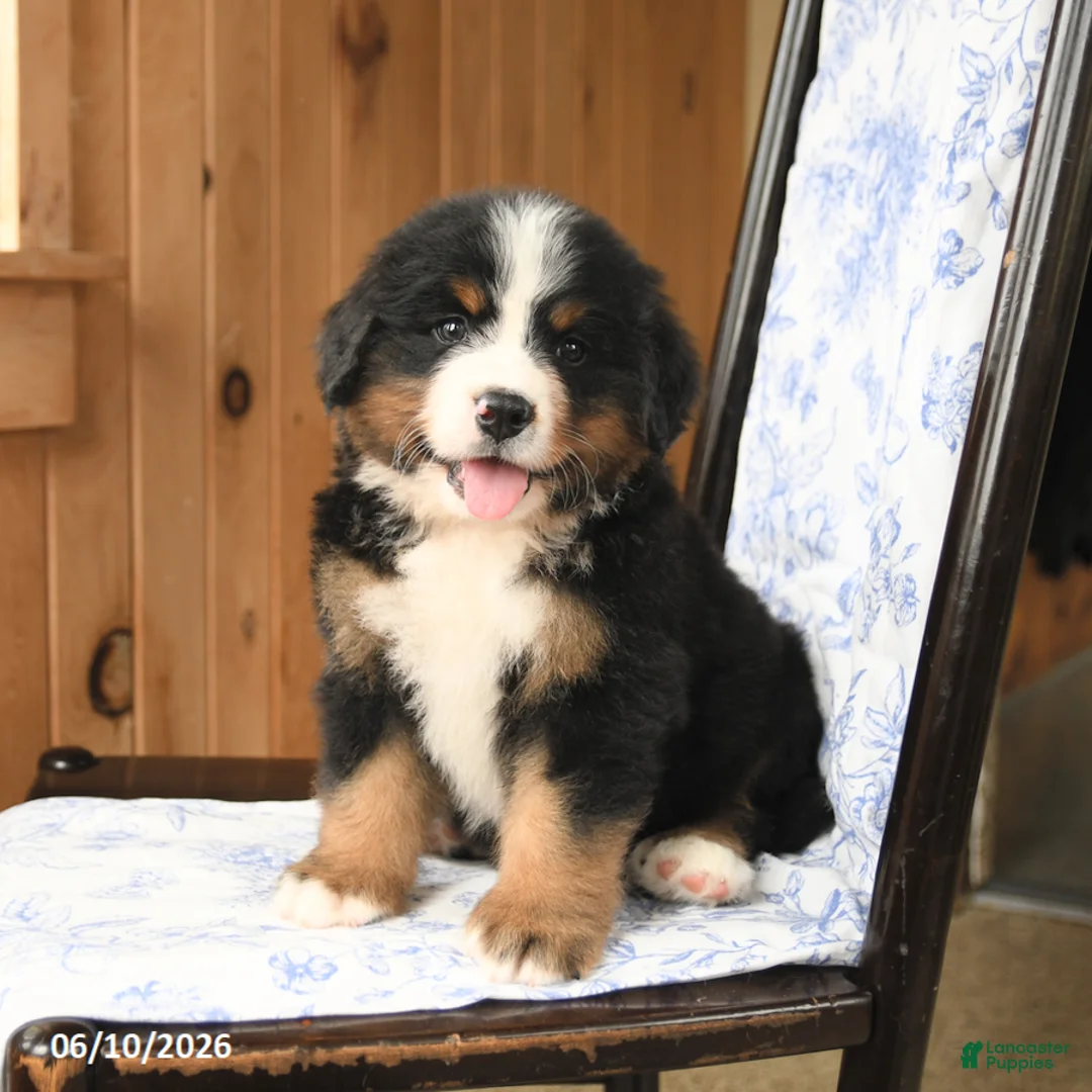 Bernese Mountain Dog dogs for sale: Smokey - Ad 1