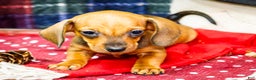 Miniature Dachshund dogs for sale: Tucker - Ad 1