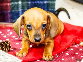 Miniature Dachshund dogs Tucker - Ad 39