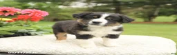 Miniature Australian Shepherd dogs for sale: Sheldon - Ad 1
