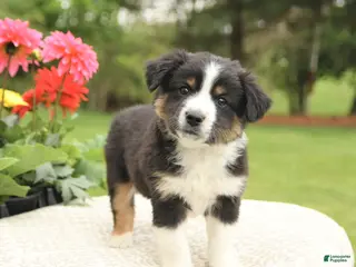 Miniature Australian Shepherd dogs for sale: Sheldon - Ad 2