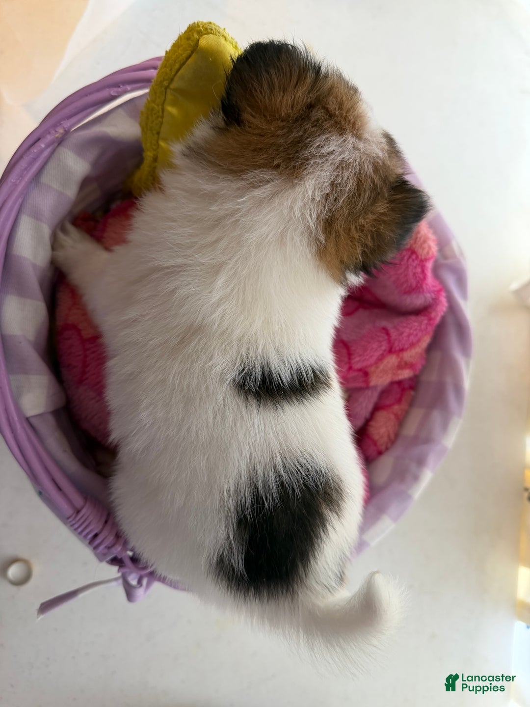 Papillon dogs for sale: Papillon Puppy 3 - Ad 3