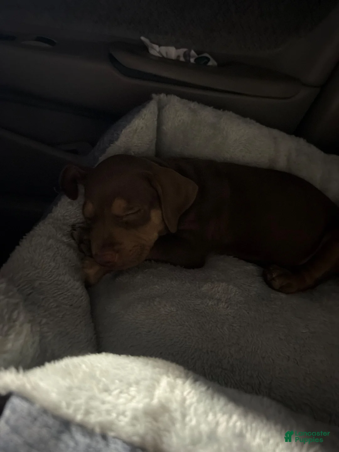 American Pit Bull Terrier dogs for sale: American Pit Bull Terrier  - Ad 2