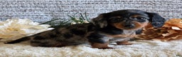 Miniature Dachshund dogs for sale: Sheryl - Ad 3