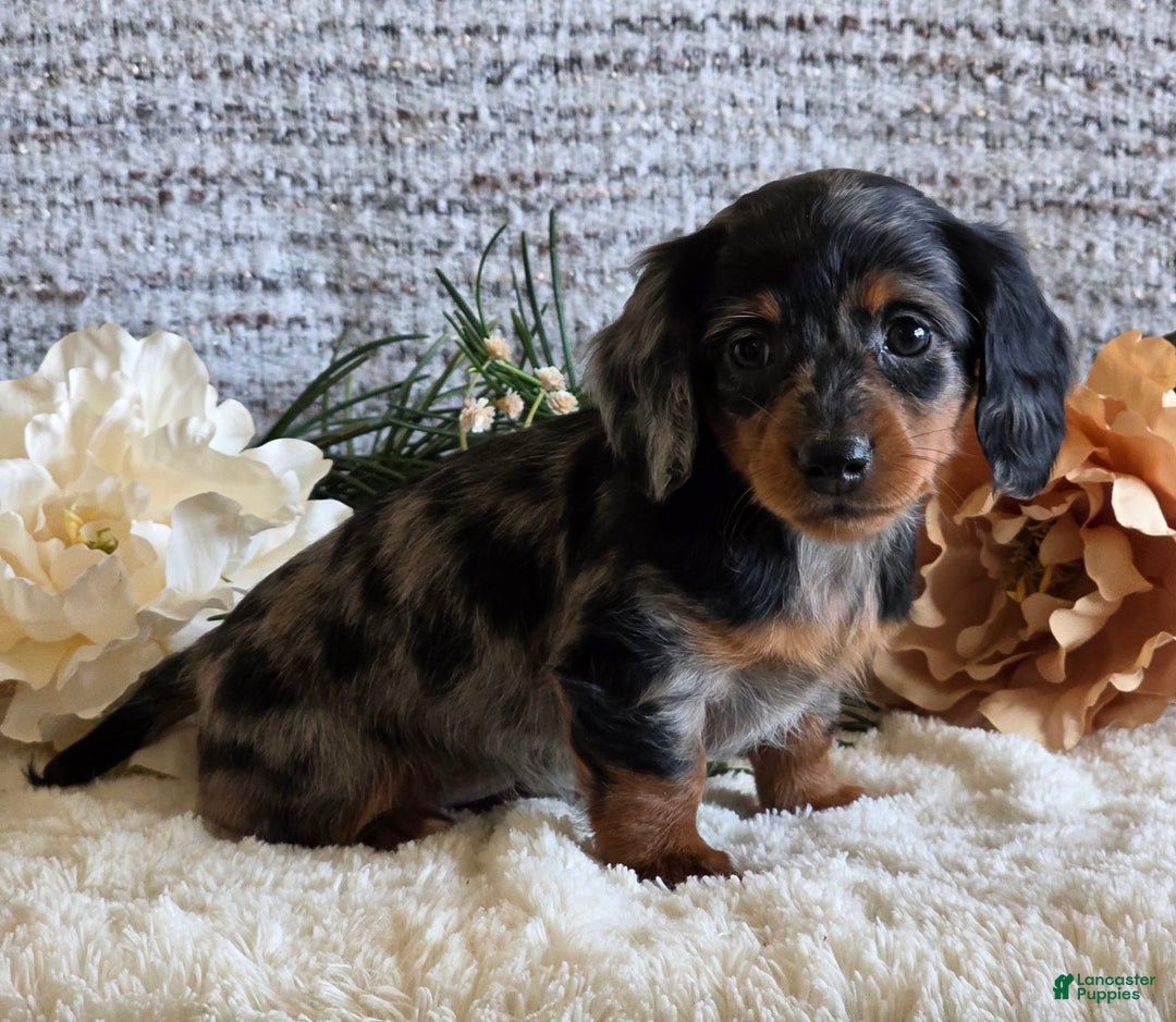 Miniature Dachshund dogs for sale: Sheryl - Ad 3