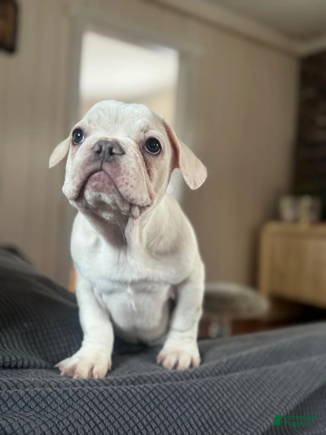 French Bulldog dogs for sale: Princess  - Ad 1