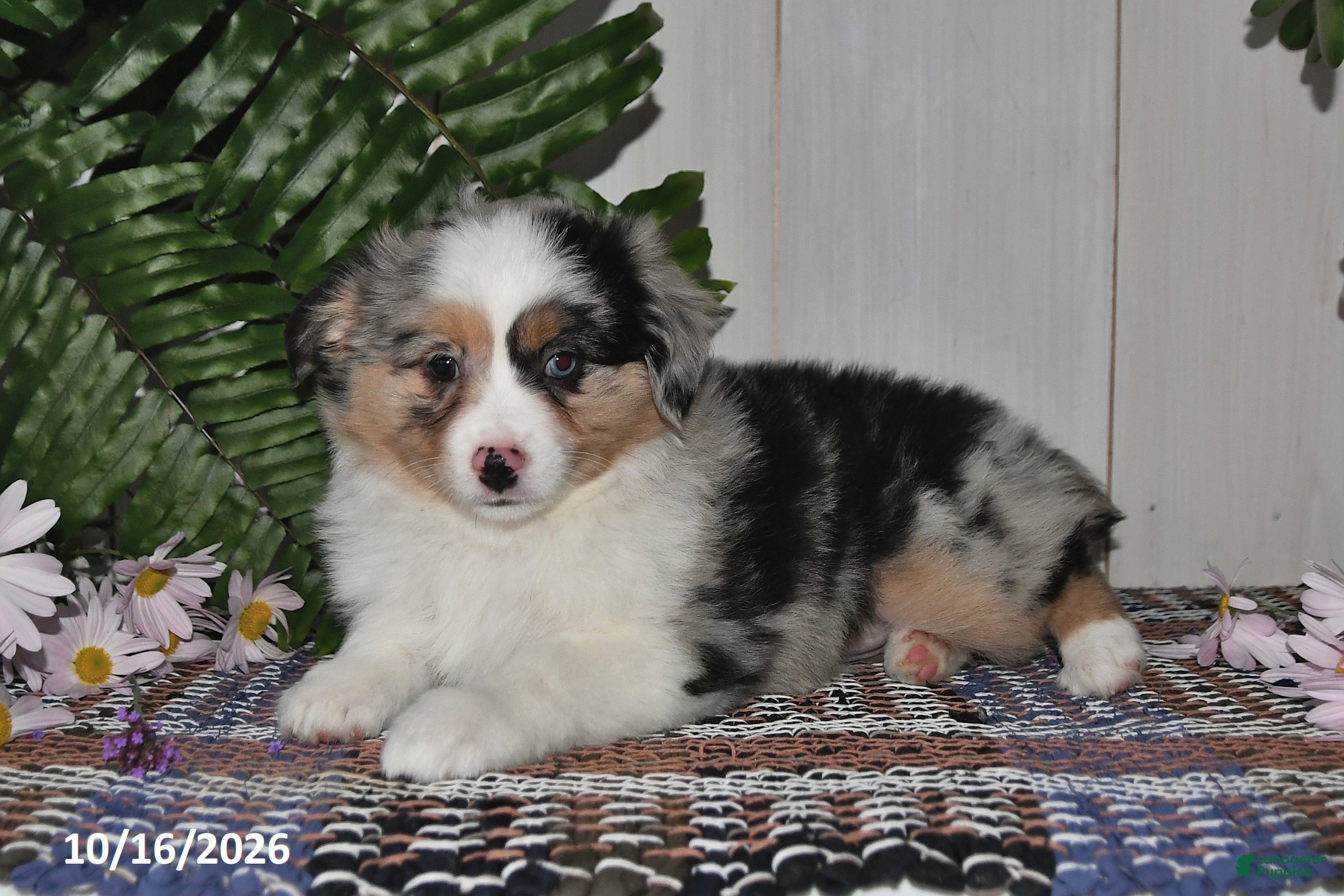 Miniature Australian Shepherd dogs Hallie - Ad 2