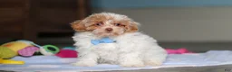 Mixed Breed dogs for sale: Wilbur - Ad 3