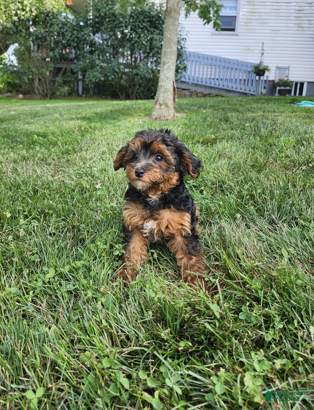 Yorkiepoo dogs for sale: Oscar - Ad 1
