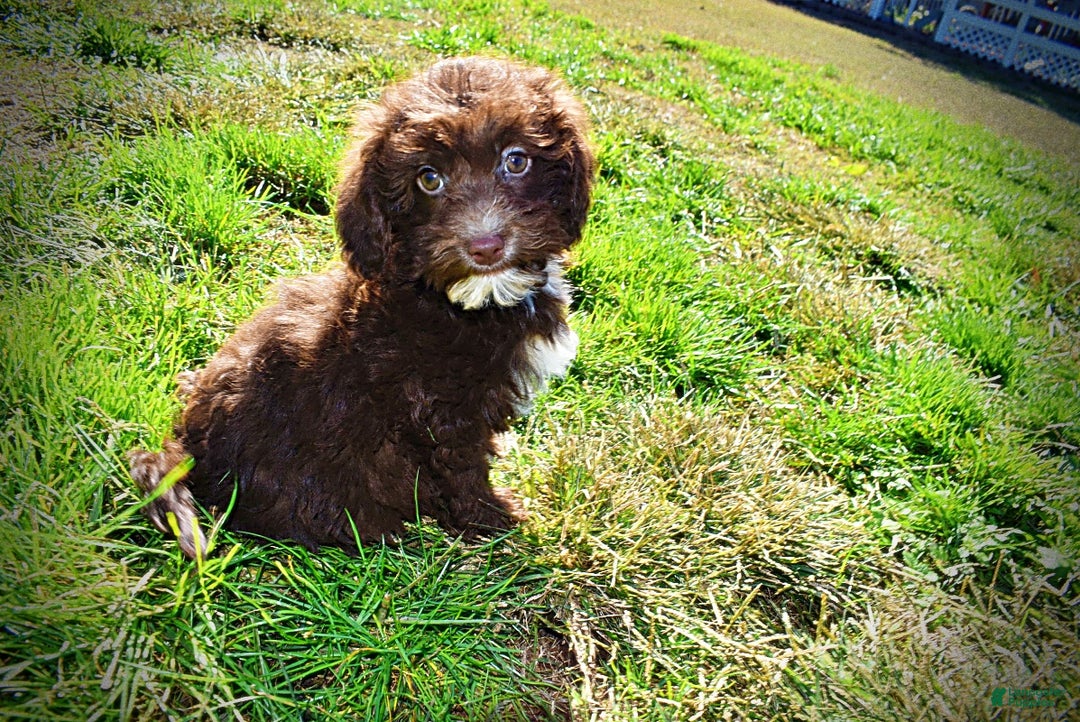 Havapoo dogs for sale: Gonzo  - Ad 16