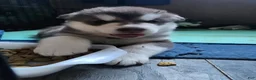 Alaskan Malamute dogs for sale: AKC Alaskan malamute female, Lilith, she is spunky and playful.  - Ad 2