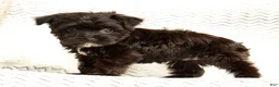 Yochon dogs for sale: Bandit - Ad 6