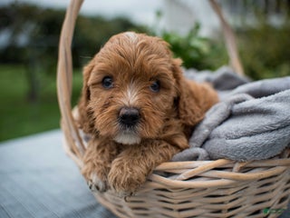 Cavapoo dogs - Ad 25