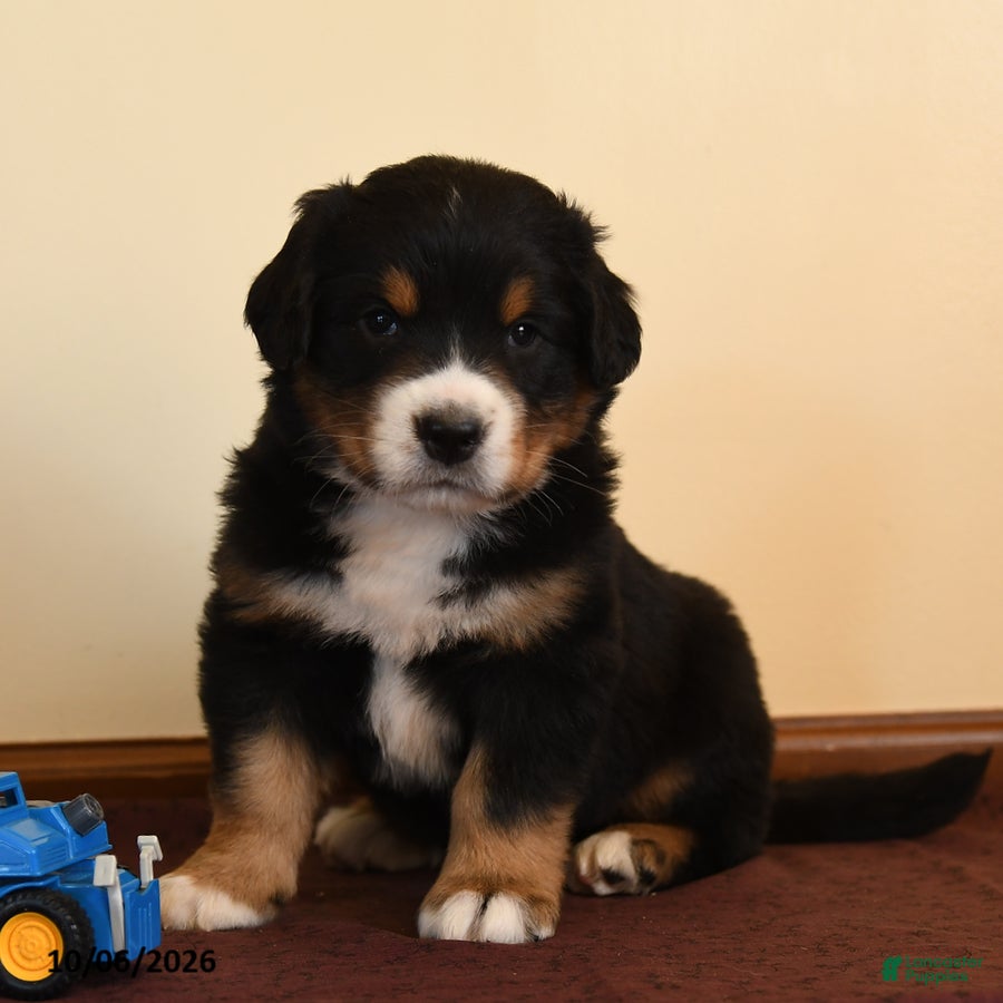 Quinn (Greater Swiss Mountain Dog, Male) in Manheim, PA