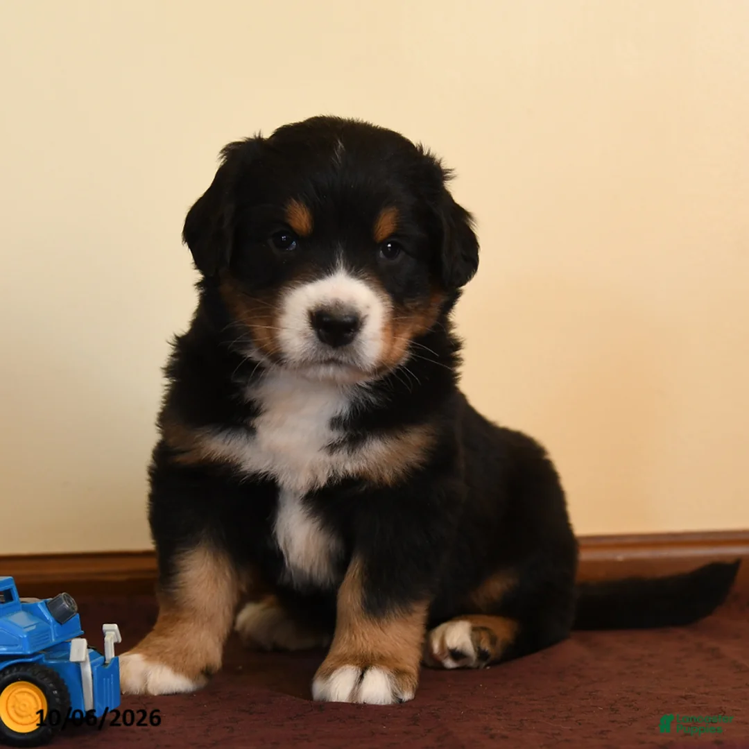 Greater Swiss Mountain Dog dogs for sale: Quinn - Ad 1