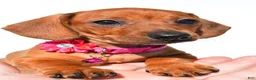 Miniature Dachshund dogs for sale: Jenny - Ad 8
