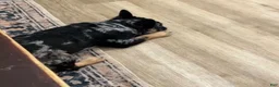 French Bulldog dogs for sale: French Bulldog 4 - Ad 4