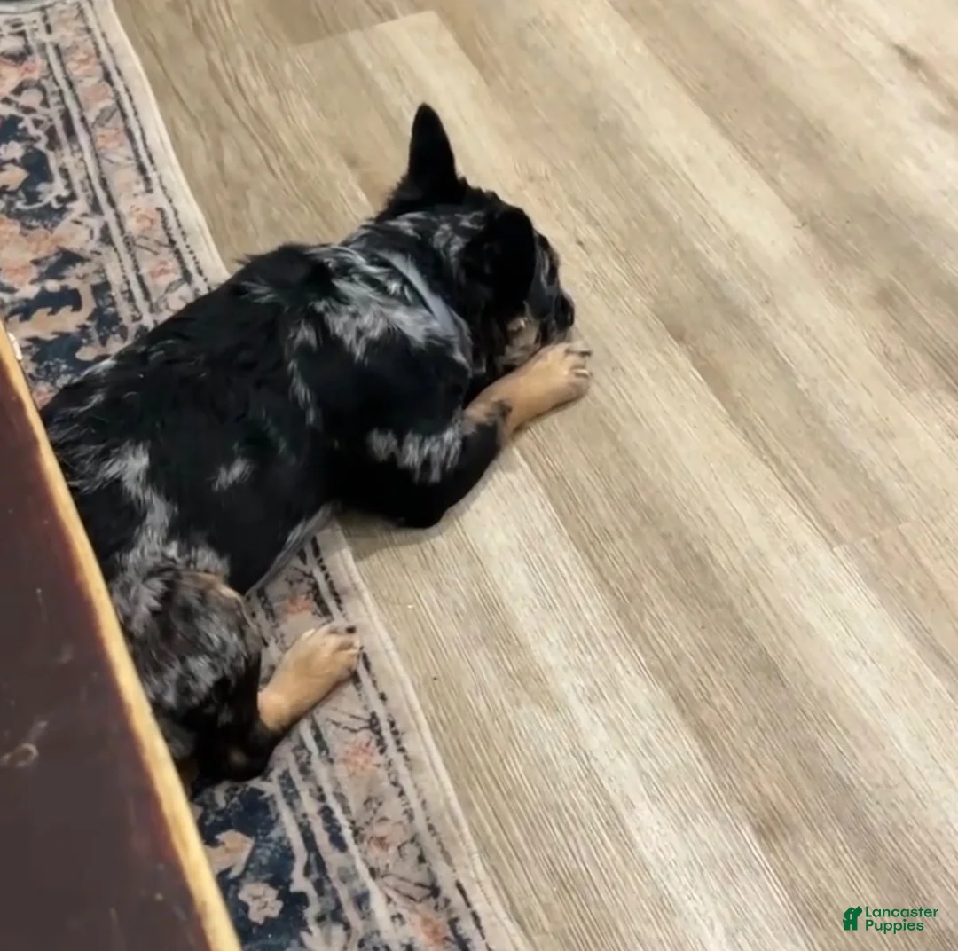 French Bulldog dogs for sale: French Bulldog 4 - Ad 4