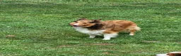 Shetland Sheepdog dogs for sale: Falco - Ad 7