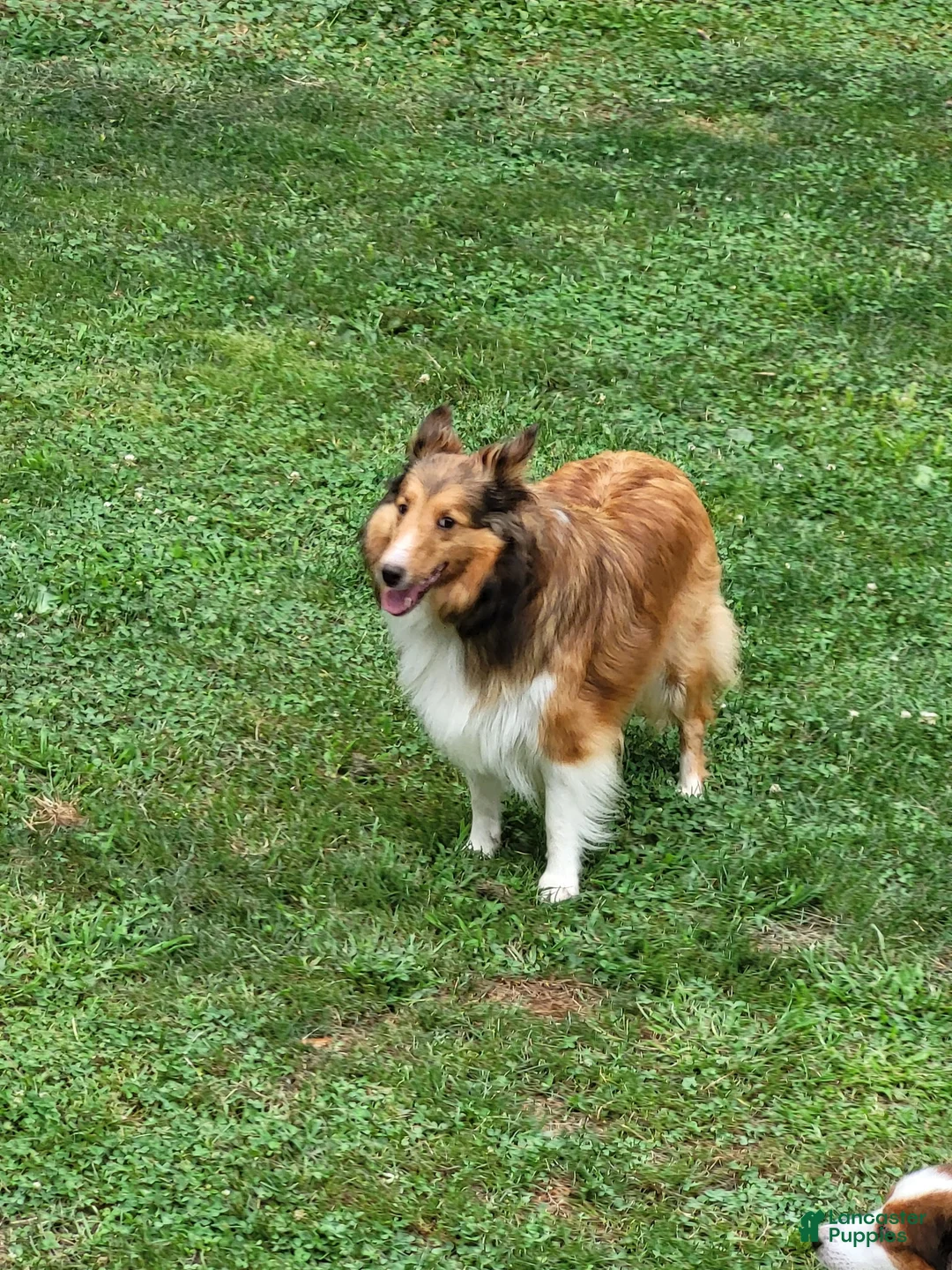 Shetland Sheepdog dogs for sale: Falco - Ad 7