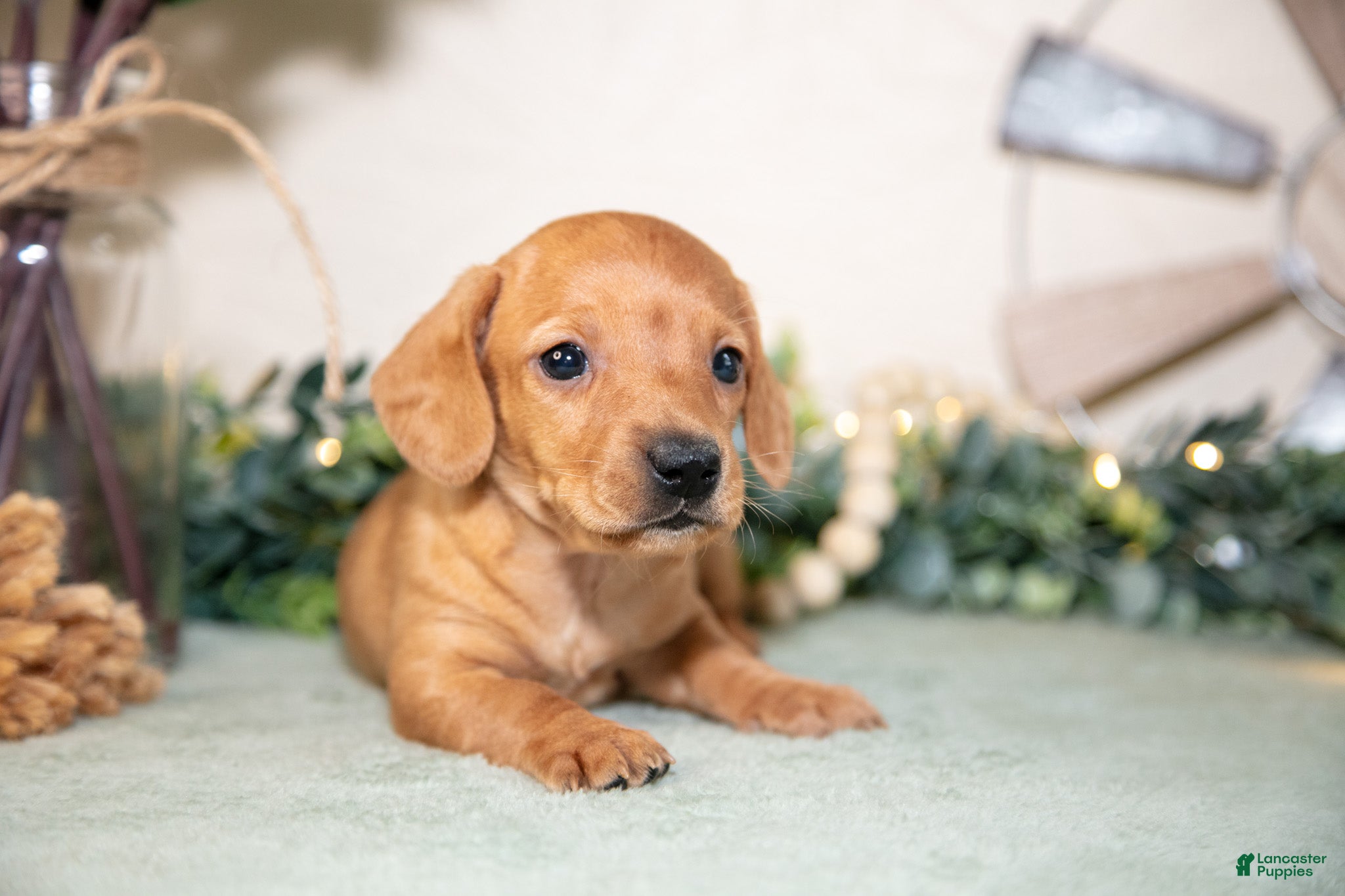 Miniature Dachshund dogs Sven - Ad 2