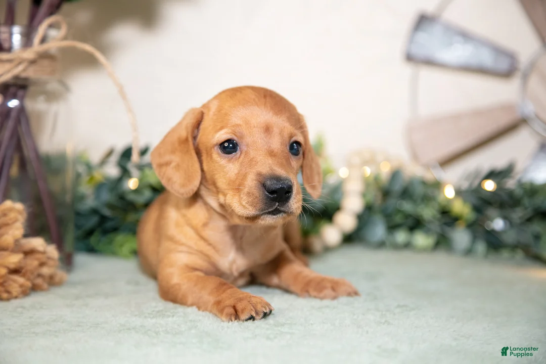 Miniature Dachshund dogs for sale: Sven - Ad 2