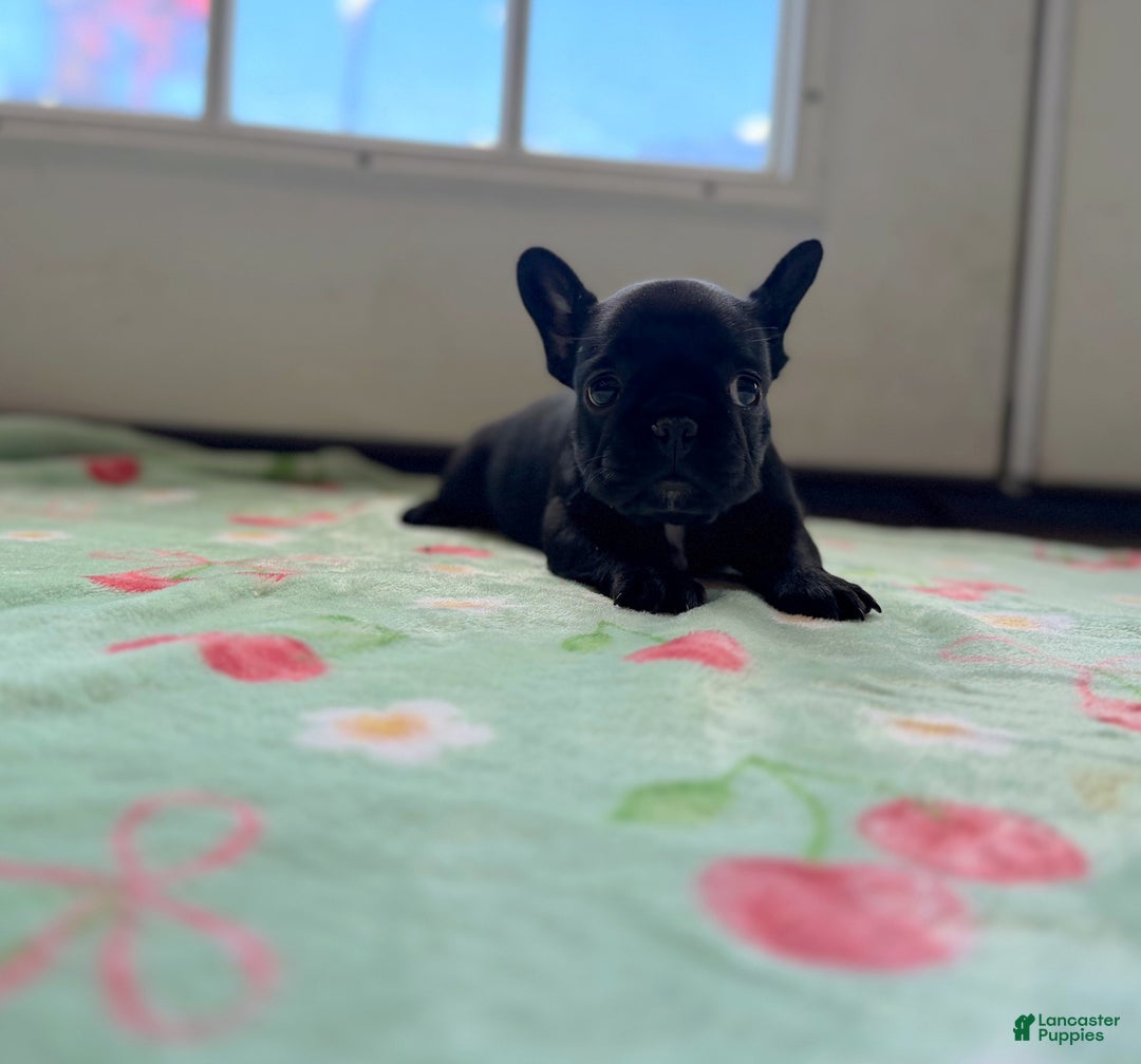 French Bulldog dogs for sale: French Bulldog Puppy 3 - Ad 2