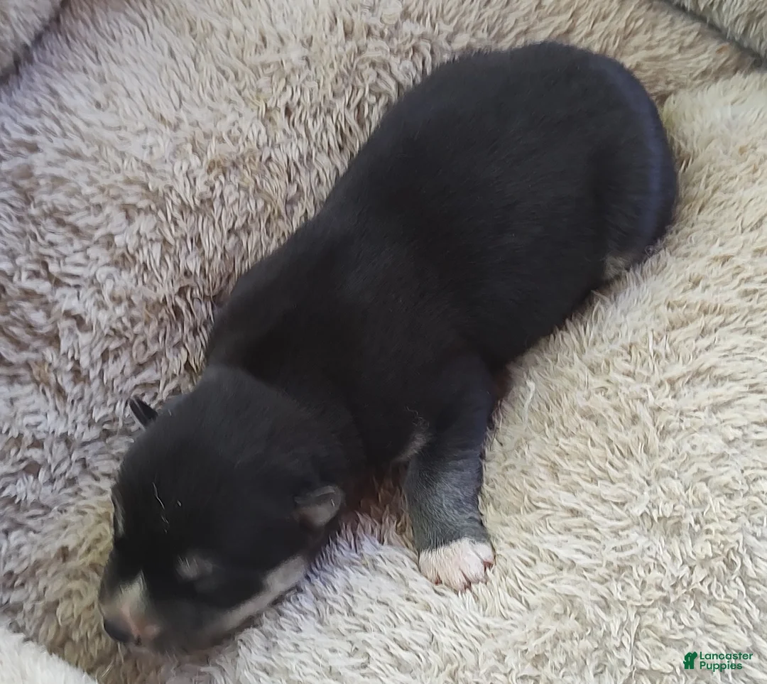 Siberian Husky dogs for sale: Sonya's female 1 - Ad 2